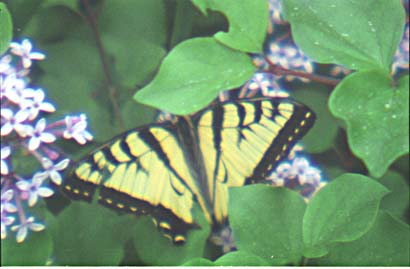 butterfly macro shot