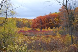 Swamp in fall